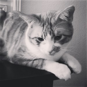 April 2014 portrait of Spike