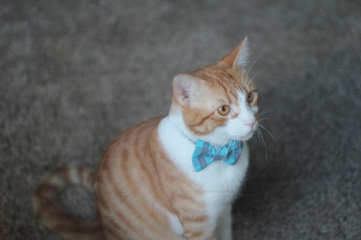 spike the board cat hispter bowite